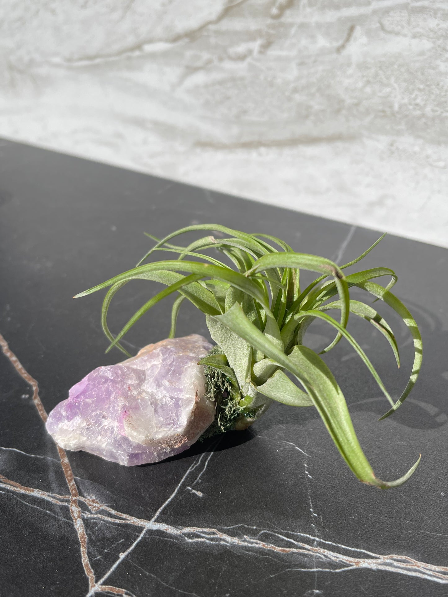 Crystal Air Plants