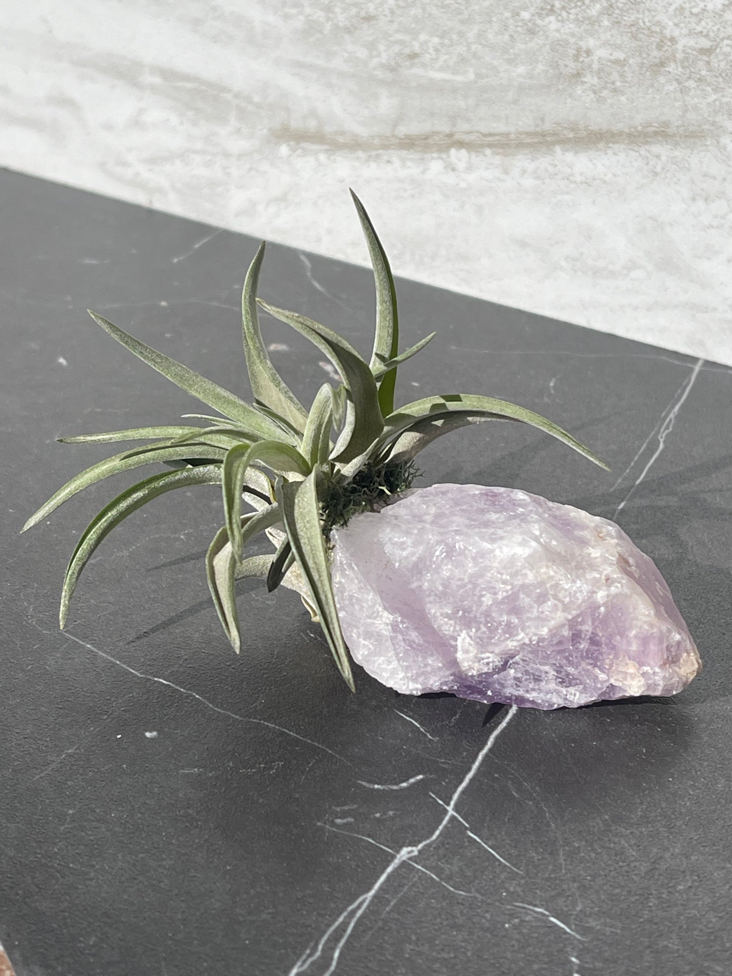 Crystal Air Plants