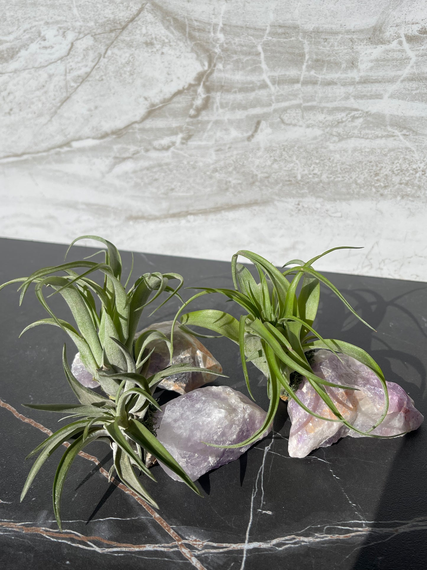 Crystal Air Plants