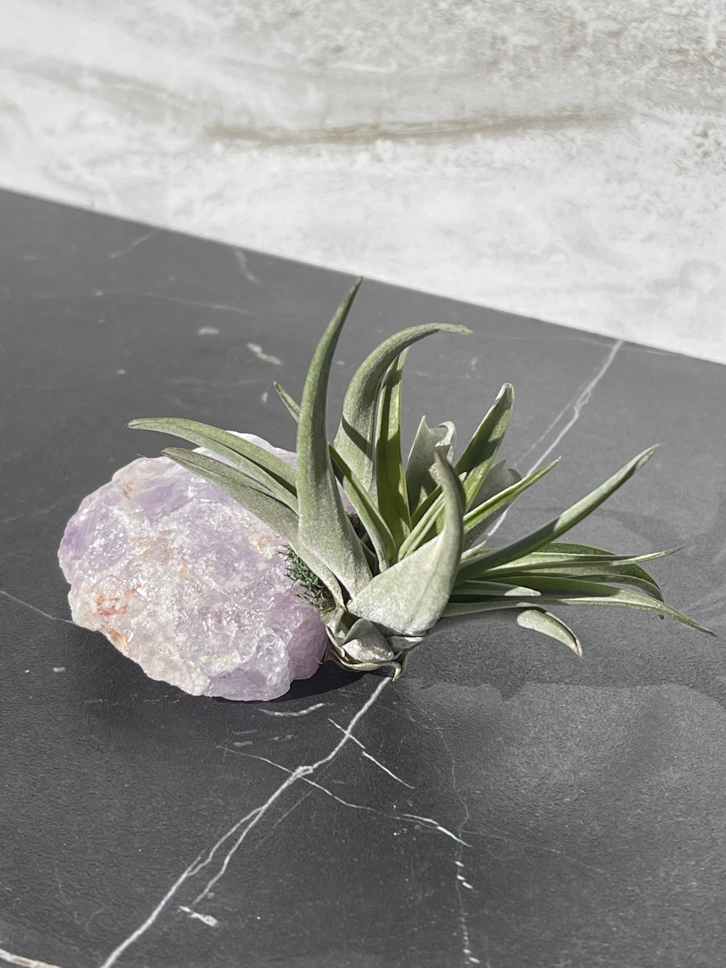 Crystal Air Plants